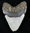Big, Heavy Megalodon Tooth - North Carolina #21655-2